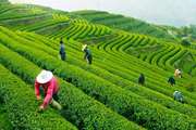 Abandoned farmland can be used for climate change mitigation