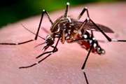 Climate change already responsible for record Dengue fever increases